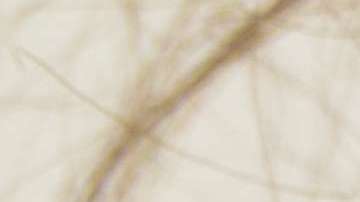 Unas cuantas gotas de aceite de argán o moroccan ayuda a prevenir que las puntas del cabello se reseque y quiebre con facilidad.