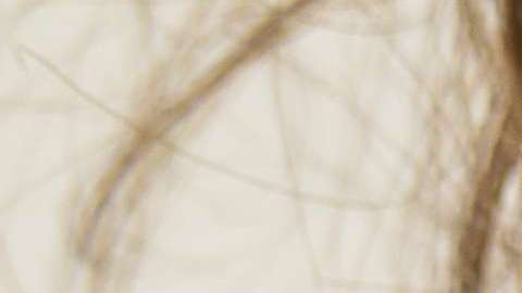 Unas cuantas gotas de aceite de argán o moroccan ayuda a prevenir que las puntas del cabello se reseque y quiebre con facilidad.