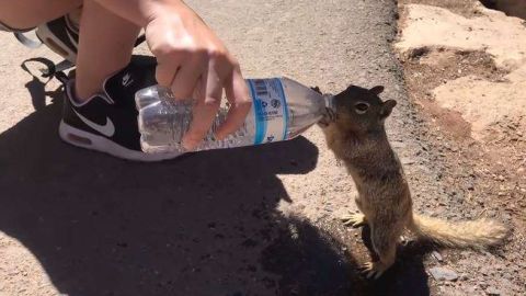 La ardilla se tomó toda el agua.