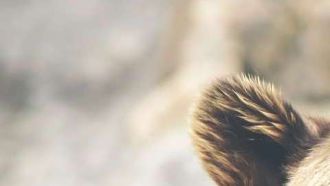 Los osos gryzzly abundan en ese parque canadiense.