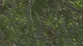 Agrentes de la Patrulla Fronteriza detienen a migrantes en McAllen, Texas.