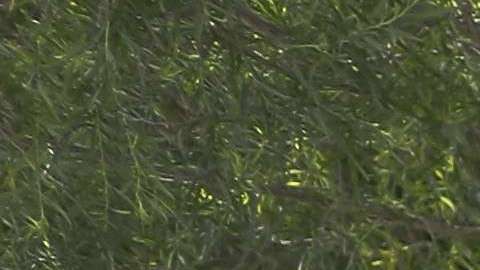 Agrentes de la Patrulla Fronteriza detienen a migrantes en McAllen, Texas.