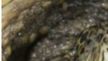 La tortuga mordedora fue sacrificada por las autoridades estadounidenses tras el incidente.