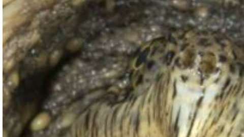 La tortuga mordedora fue sacrificada por las autoridades estadounidenses tras el incidente.