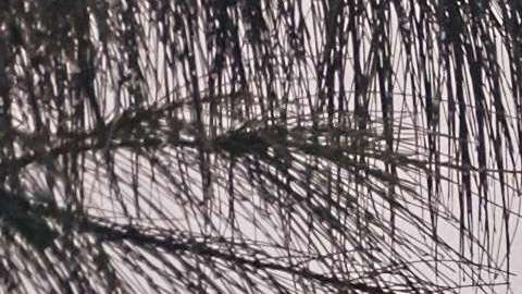 La isla sigue devastada a nueve neses del huracán María