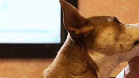 Un niño de tan solo 6 años quiere rescatar y adoptar a todos los perros posibles