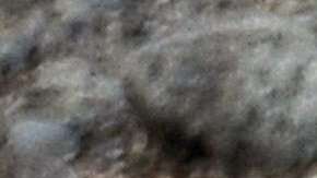 Las aves murieron por falta de alimento.