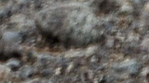 Las aves murieron por falta de alimento.