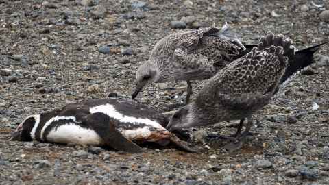 Las aves murieron por falta de alimento.