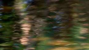 Un cocodrilo nada en las aguas en los humedales de Wakodahatchee en Delray Beach, Florida.