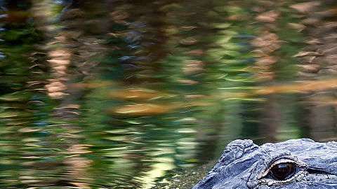 Un cocodrilo nada en las aguas en los humedales de Wakodahatchee en Delray Beach, Florida.