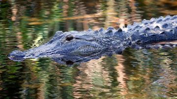 Un cocodrilo nada en las aguas en los humedales de Wakodahatchee en Delray Beach, Florida.