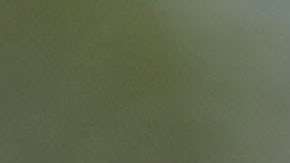 Juez Kennedy, 81 años de edad.