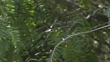 Los niños son separados de sus padres cuando ingresan por la frontera sur.