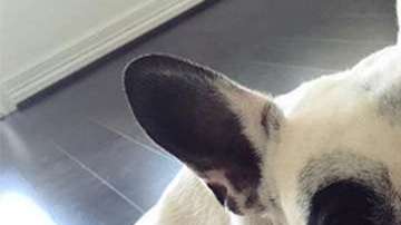 Este perrito está conquistando al mundo con sus quejas y aullidos.