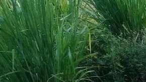 Papelería electoral.