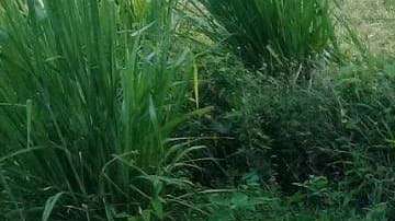 Papelería electoral.