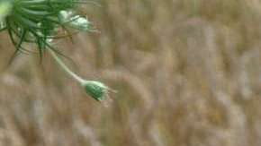 Heracleum Mantegazzianum