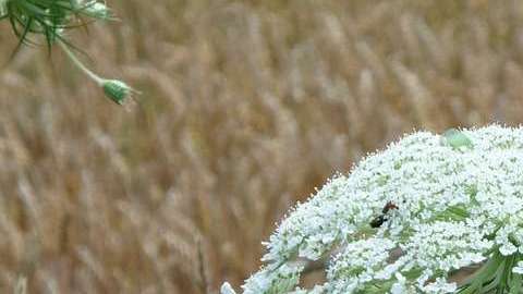 Heracleum Mantegazzianum
