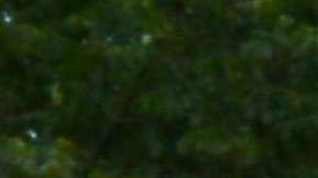 Activistas culminan frente a la Casa Blanca recorrido de 800 millas desde Illinois.