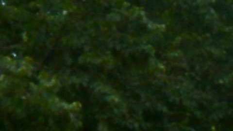 Activistas culminan frente a la Casa Blanca recorrido de 800 millas desde Illinois.