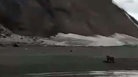 El oso fue detrás de su presa.