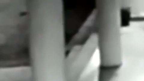 El leopardo salió huyendo del lugar.