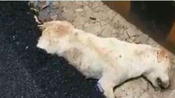 El perro murió y de una forma muy dolorosa.