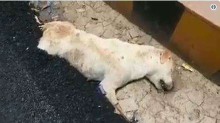 El perro murió y de una forma muy dolorosa.