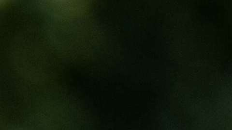 Las picaduras de las garrapatas de patas negras pueden transmitir la enfermedad de Lyme.