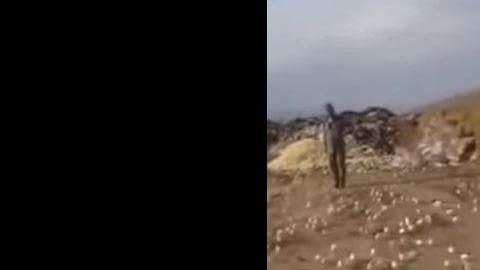 Los pollitos salían de todos lados del basurero.