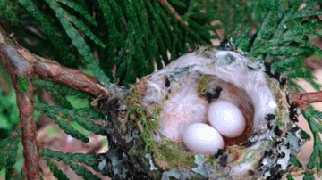Huevos de colibrí