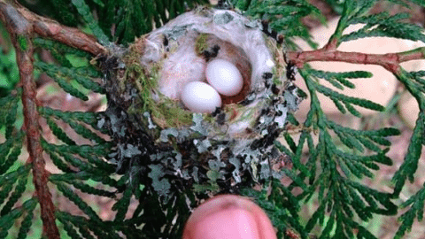 Huevos de colibrí