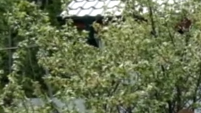 Este oso está totalmente domesticado