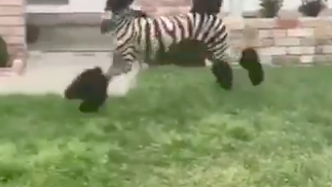 Un look copiando el estilismo de una cebra así de original