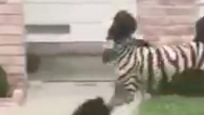 Un look copiando el estilismo de una cebra así de original