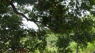 Toyota encabeza este rubro.