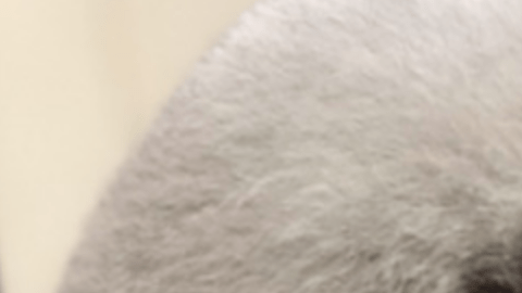 El corte de pelo de este perrito está causando furor en las redes.