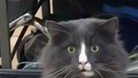 Gatito reacciona así ante la imagen de una serpiente libre en la casa.