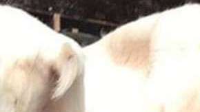 Shakira en Amsterdam.