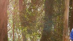 Este paseador de perros decidió no cesar su servicio a uno de sus clientes, sino hacerlo gratis.