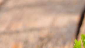 Los antiguos israelíes tenían una dieta mucho más rica.