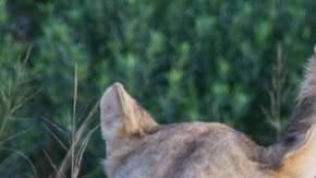 Los dueños de la reserva señalaron que los cazadores se encontraron con una manada numerosa de leones.