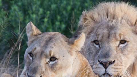 Los dueños de la reserva señalaron que los cazadores se encontraron con una manada numerosa de leones.