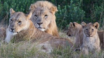 Los dueños de la reserva señalaron que los cazadores se encontraron con una manada numerosa de leones.
