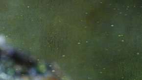 ¿Cuáles son los riesgos y potenciales beneficios de estas sustancias?