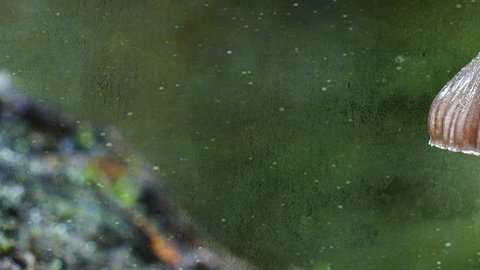 ¿Cuáles son los riesgos y potenciales beneficios de estas sustancias?