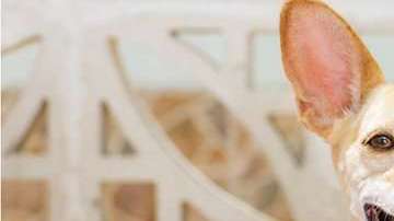 ¿Qué dieta es más recomendable?