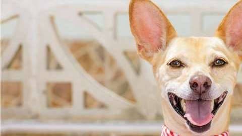 ¿Qué dieta es más recomendable?