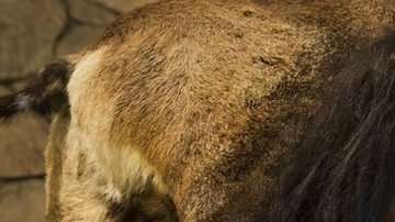 ¿Fue el Homo erectus el primer homínido que salió de África?